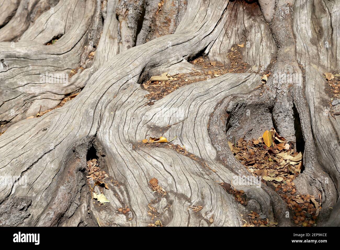The roots of a large old tree, closeup Stock Photo Alamy