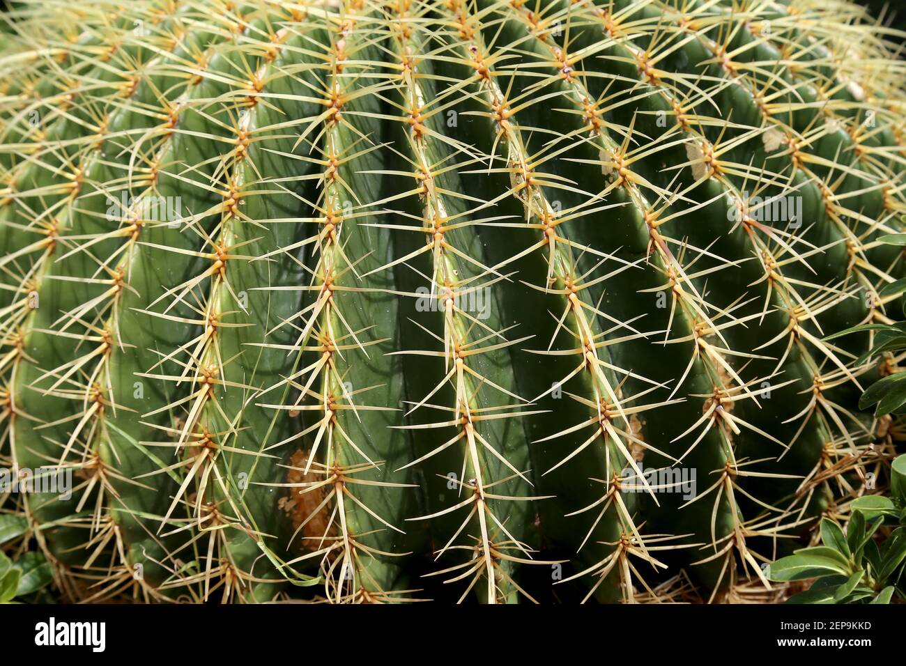 Barrel Cactus closeup. Found in the deserts of Southwestern North
