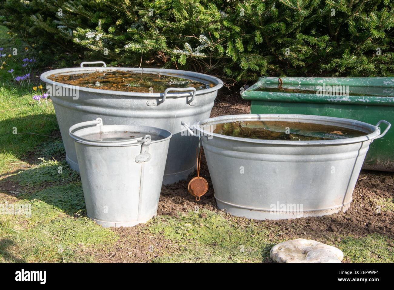 Three old zinc tubs and buckets in a garden. They are filled with water and are used as small garden ponds. Stock Photo