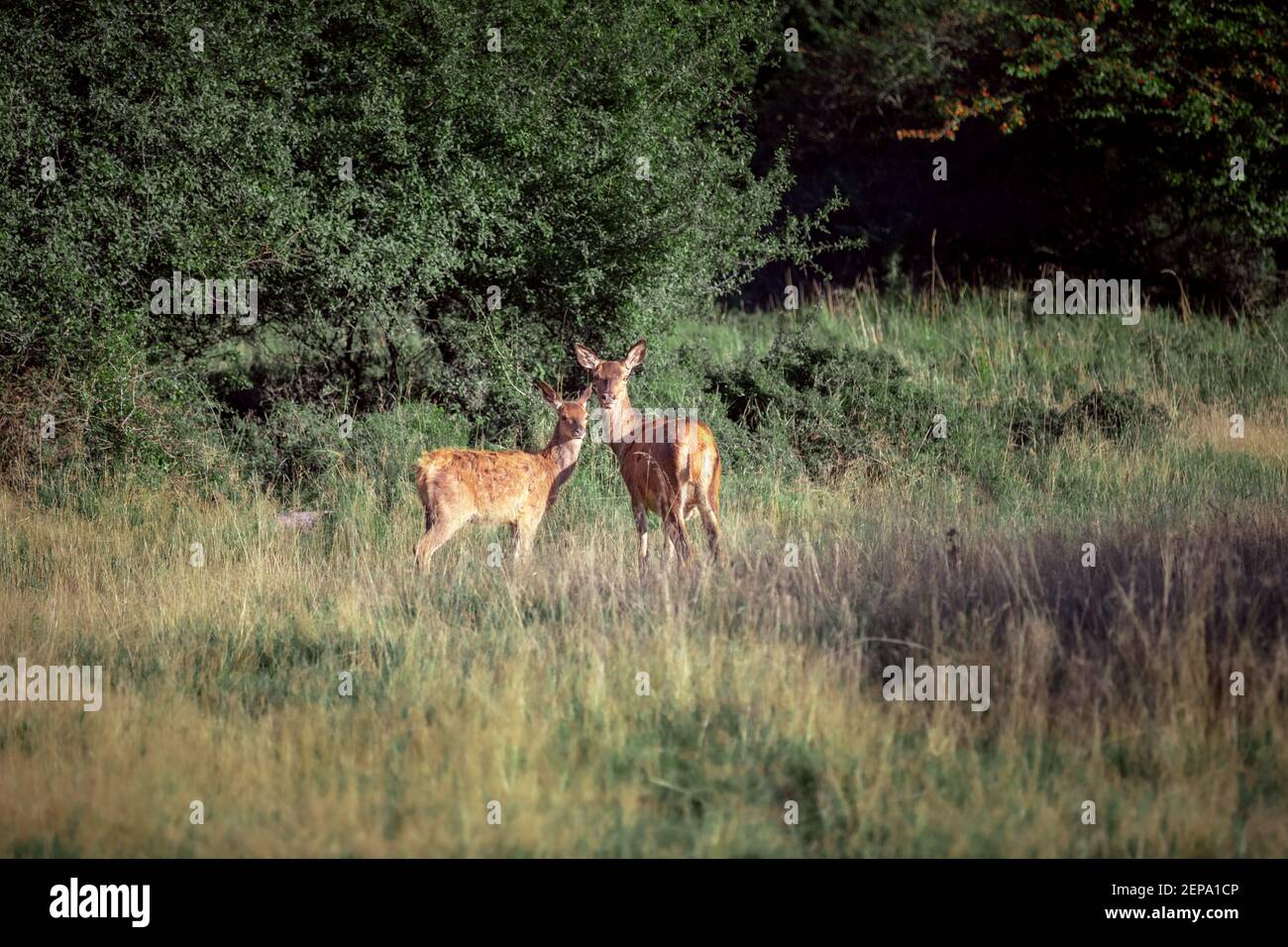 2 deer looking in the camera on Dyrehaven or Jægersborg Dyrehave which is a forest park north of Copenhagen Stock Photo