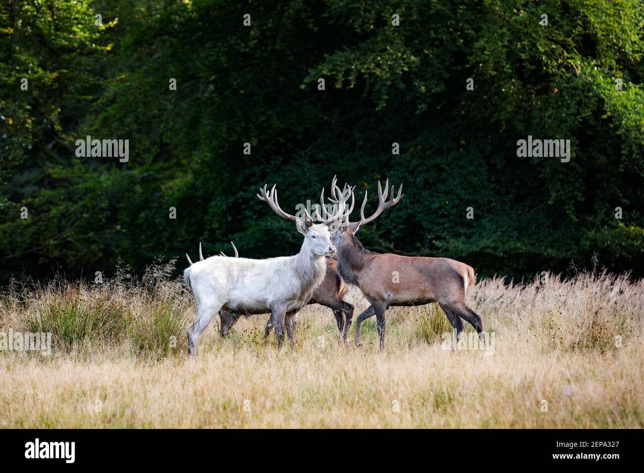 Red stags and white stag on Dyrehaven or Jægersborg Dyrehave which is a forest park north of Copenhagen Stock Photo