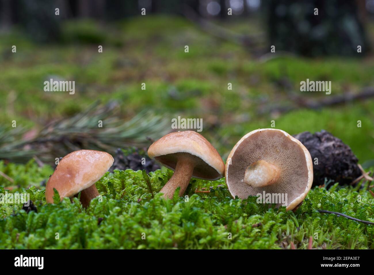 Edible mushroom Suillus bovinus in the pine forest. Known as Jersey cow