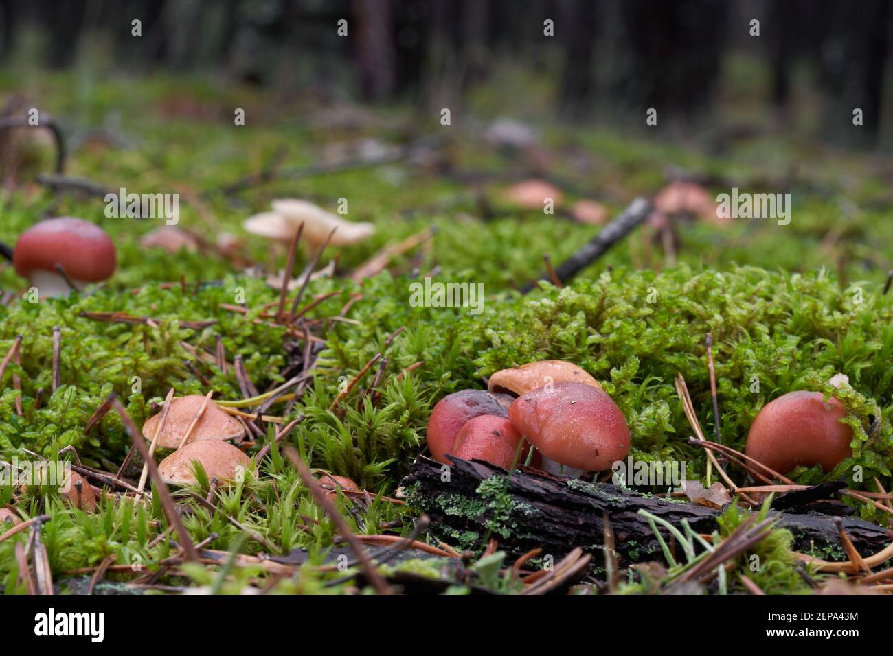 Uncommon mushroom Gomphidius roseus in the pine forest. Known as rosy spike-cap or pink gomphidius. Wild mushrooms growing in the moss. Stock Photo