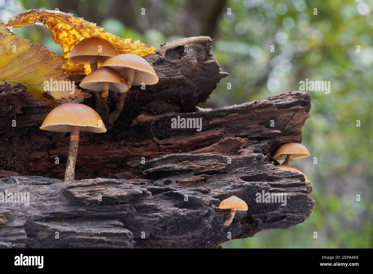 Deadly poisonous mushroom Galerina marginata in floodplain forest. Known as funeral bell or the deadly skullcap. Wild poisonous mushrooms. Stock Photo