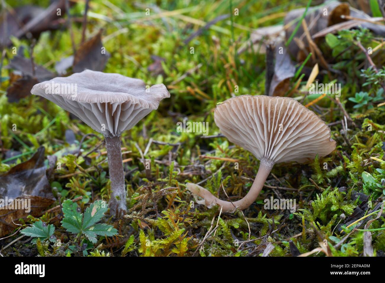 Inedible mushroom Arrhenia obscurata in the xerotherm meadow. Wild mushrooms growing in the moss. Stock Photo