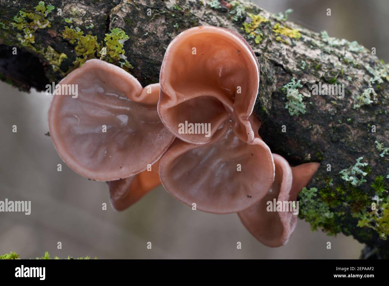 Edible mushroom Auricularia auricula-judae in the floodplain forest. Known as Jew's ear, wood ear, black fungus or jelly ear. Wild mushrooms. Stock Photo