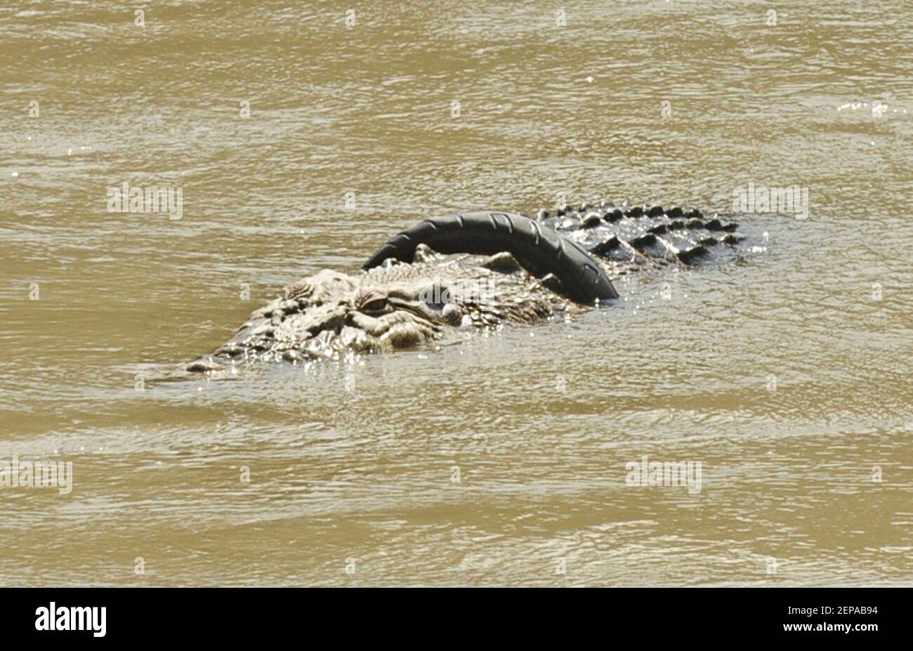 A crocodile with a used motorcycle tyre around its neck as seen on a river  in Palu, Central Sulawesi province, Indonesia, on 23 November 2019.  Conservation officials are racing to rescue a