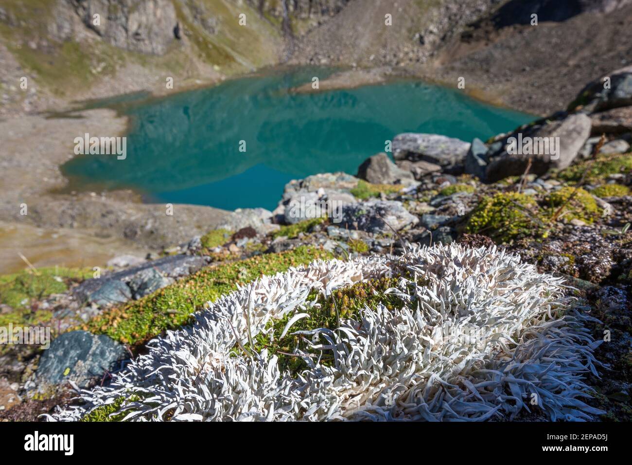 Thamnolia vermicularis lichen. Eissee alpine lake. Timmeltal. Austrian Alps. Europe. Stock Photo