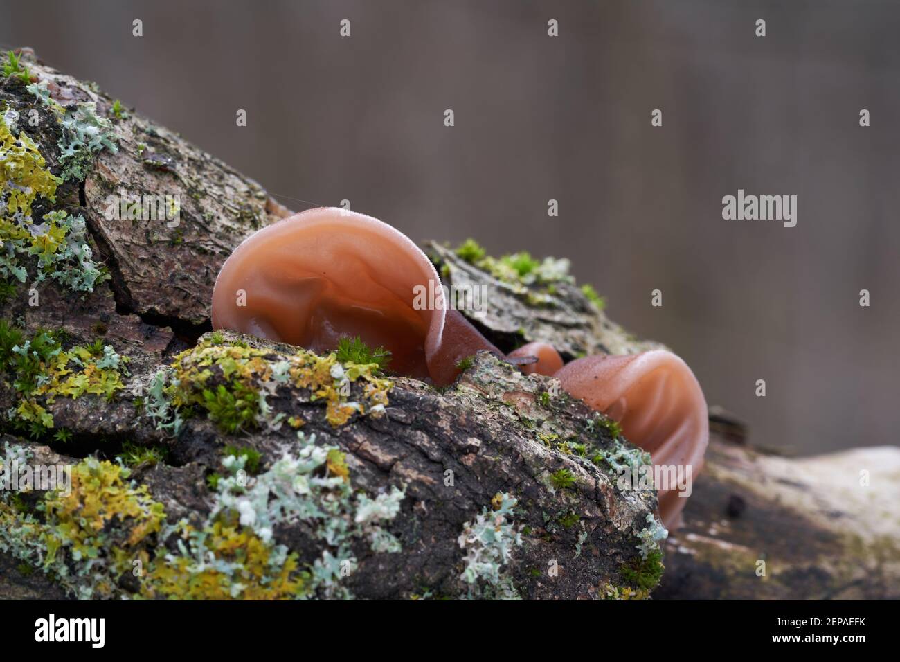 Edible mushroom Auricularia auricula-judae in the floodplain forest. Known as Jew's ear, wood ear, black fungus or jelly ear. Wild mushrooms. Stock Photo