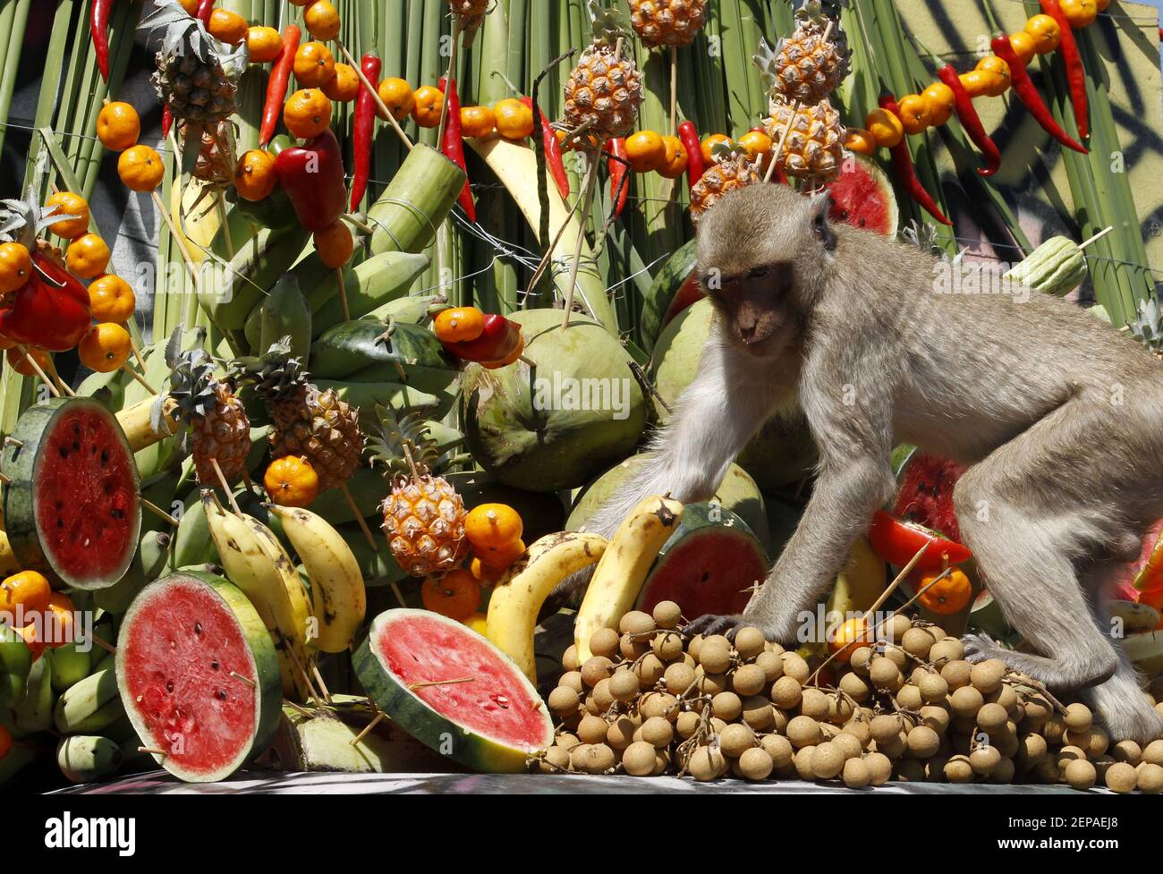 A monkey eat fruits and vegetables during the 31st annual Monkey Buffet  Festival at the Phra Prang Sam Yot temple in Lopburi province, north of  Bangkok, Thailand. (Photo by Chaiwat Subprasom /