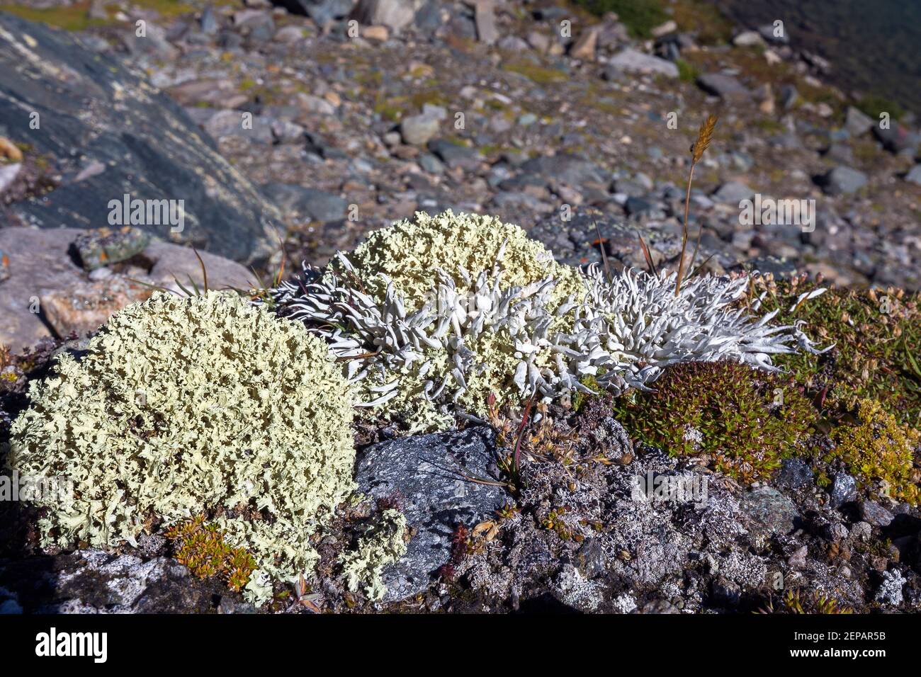 Lichen species on scree.  Eissee alpine lake. Timmeltal. Austrian Alps. Europe. Stock Photo