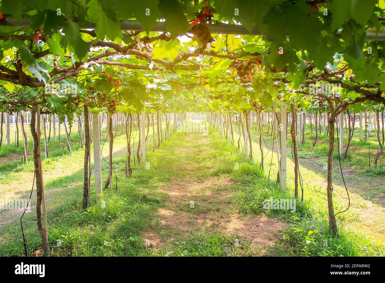 Grapes in the garden hires stock photography and images Alamy