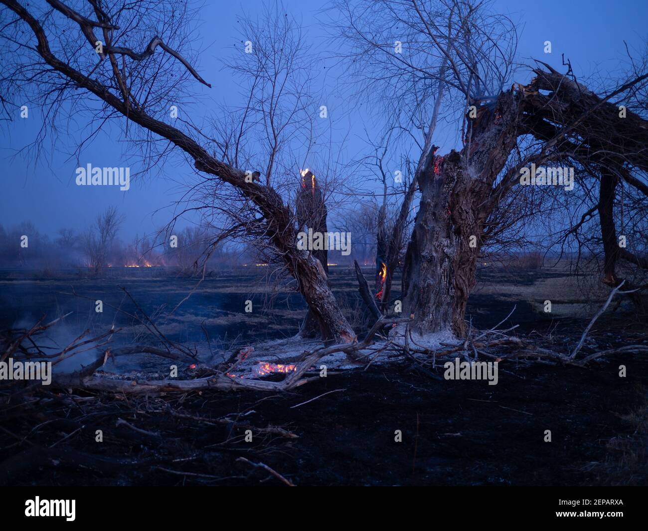 Night field grassland fire with burning hey and trees Stock Photo Alamy