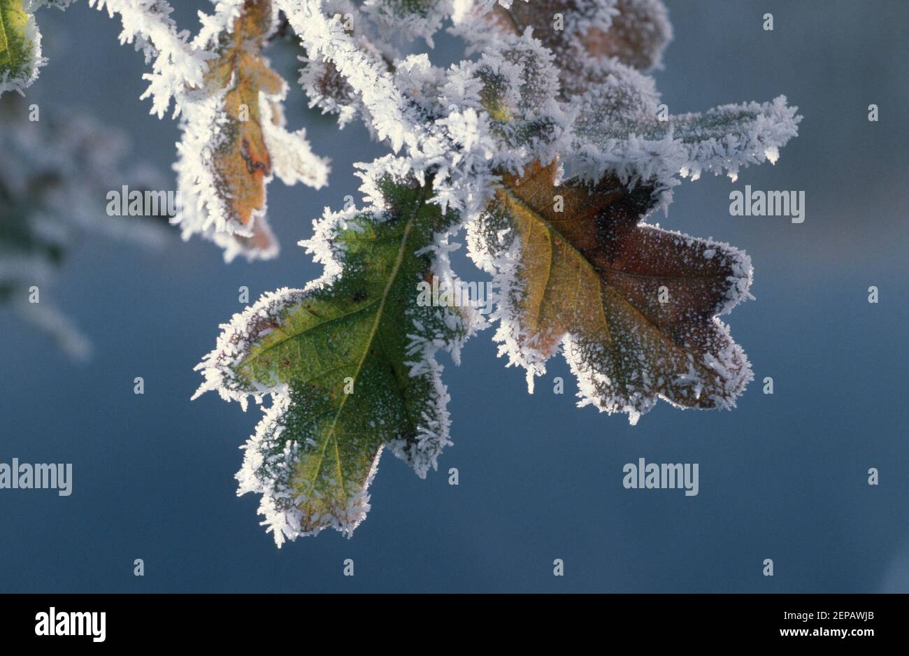 Oak tree / Oak leaf Stock Photo