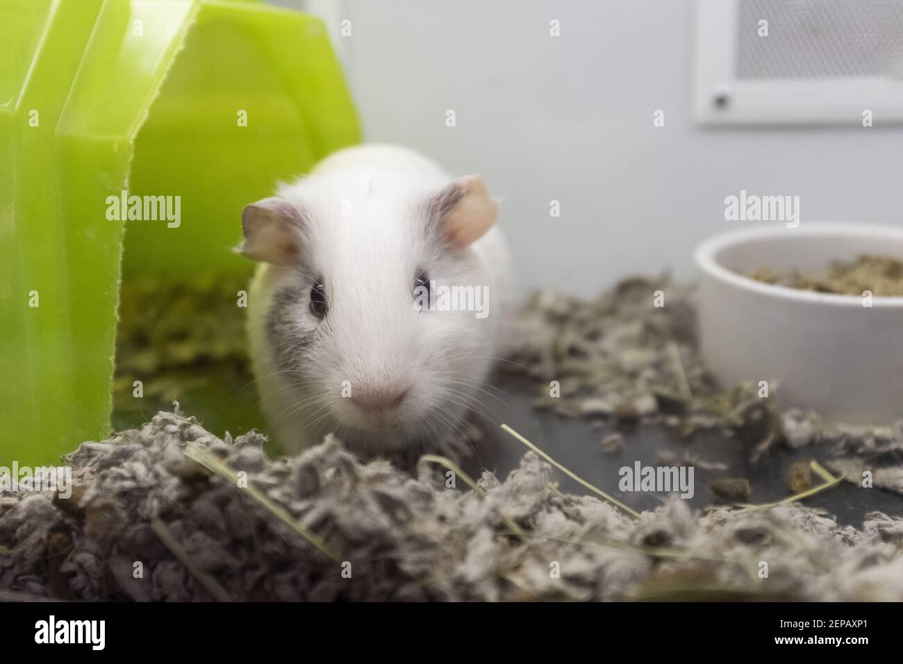 A Guinea Pig Can Be Seen At A Pet Store In Sunnyvale California a-guinea-pig-can-be-seen-at-a-pet-store-in-sunnyvale-california