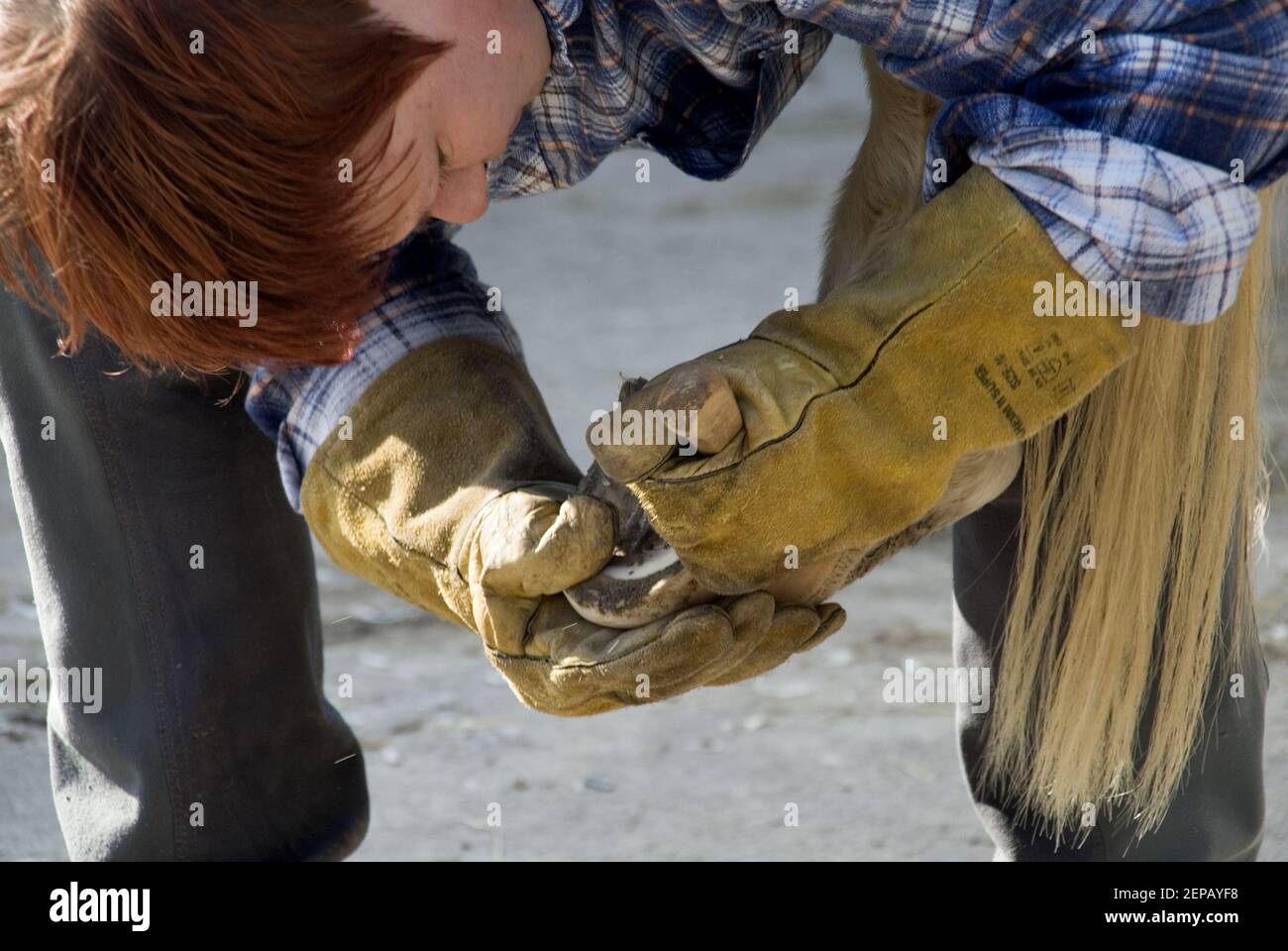 Cuting horse hooves Stock Photo Alamy