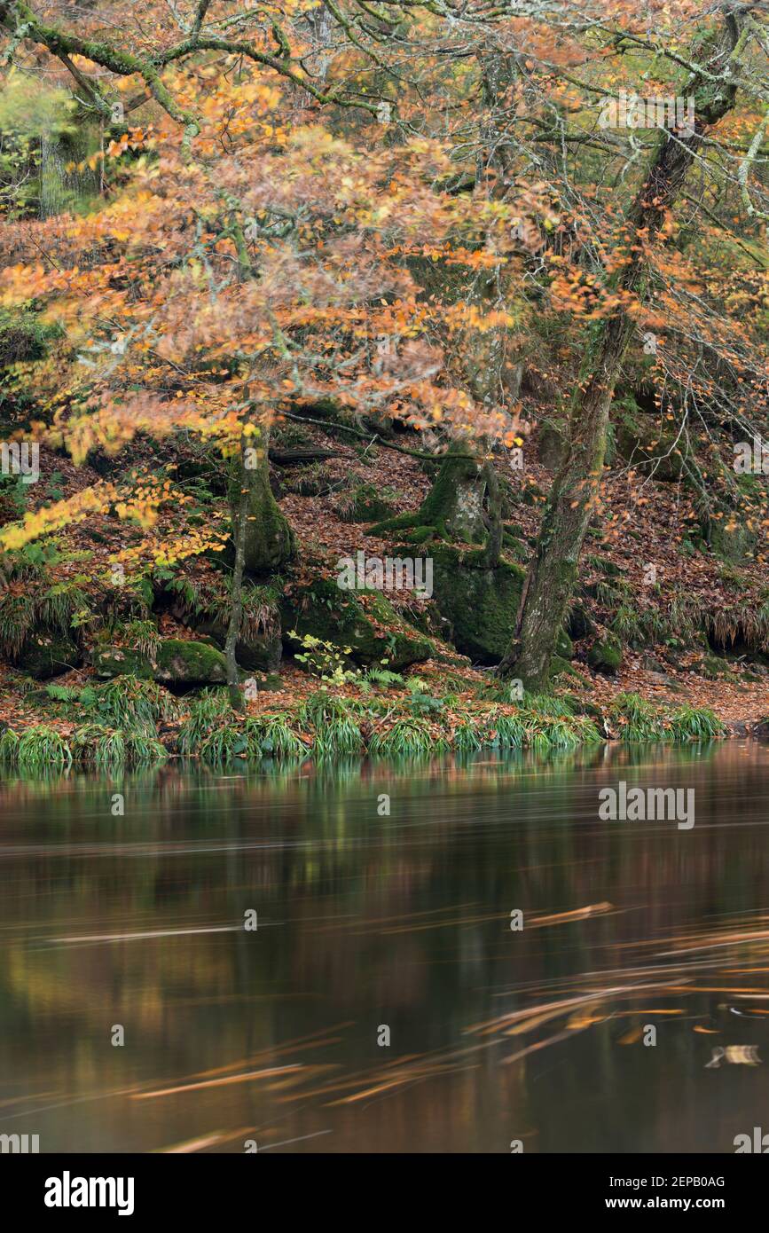 Colourful autumn woodland along the banks of the River Teign near Castle Drogo, Dartmoor, Devon. Stock Photo
