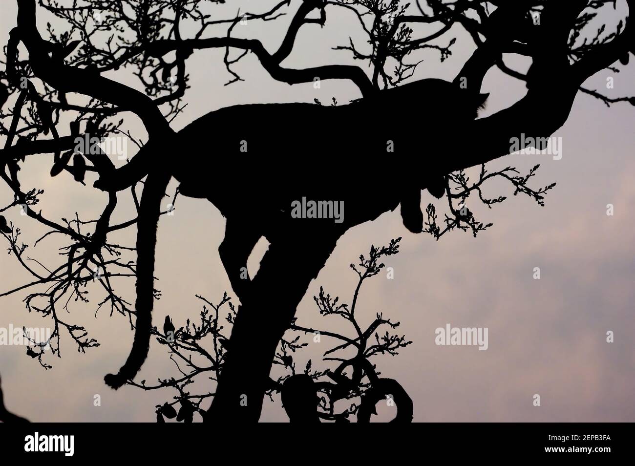 Silhouette of a leopard 1 Stock Photo - Alamy
