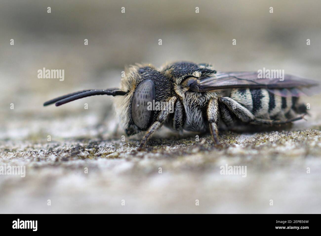 Detailed closeup of a male of very small cuckoo or cleptoparasitic bee , Coelioxys in the Gard France Stock Photo