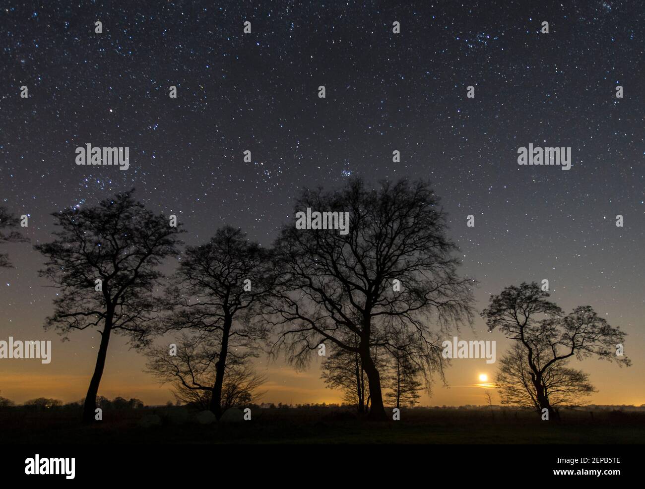 Boller Moor, Sternenhimmel, Nacht, Baeume, Silhouetten, Stock Photo
