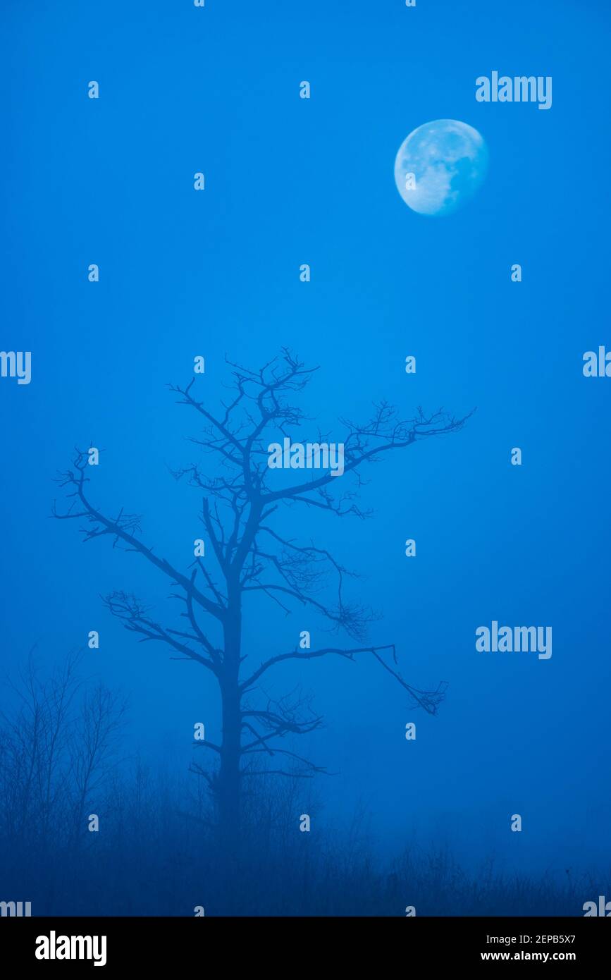 Kiefer im Moor, Mondaufgang, Vollmond, Silhouette, Stock Photo