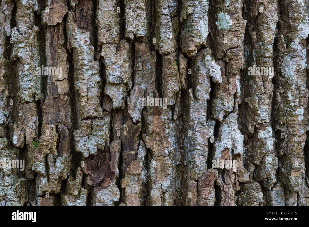 Alter Baum, Rinde, Baumrinde, Urwald, Eiche, (Quercus robur), Stock Photo