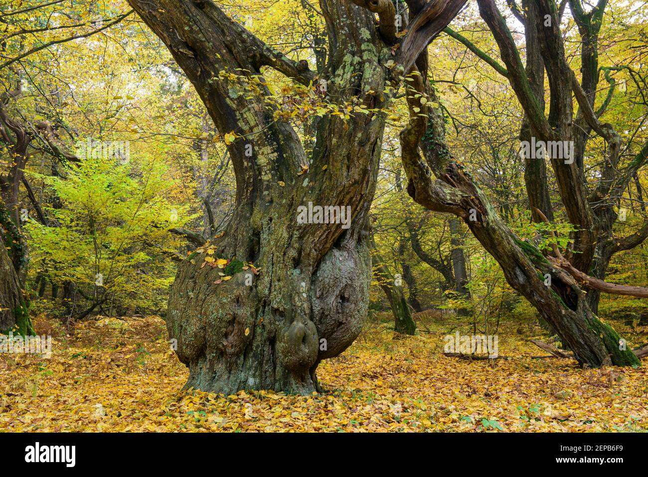 Urwald mit alten Baeumen, Urwald Baumweg, Muensterland, Stock Photo