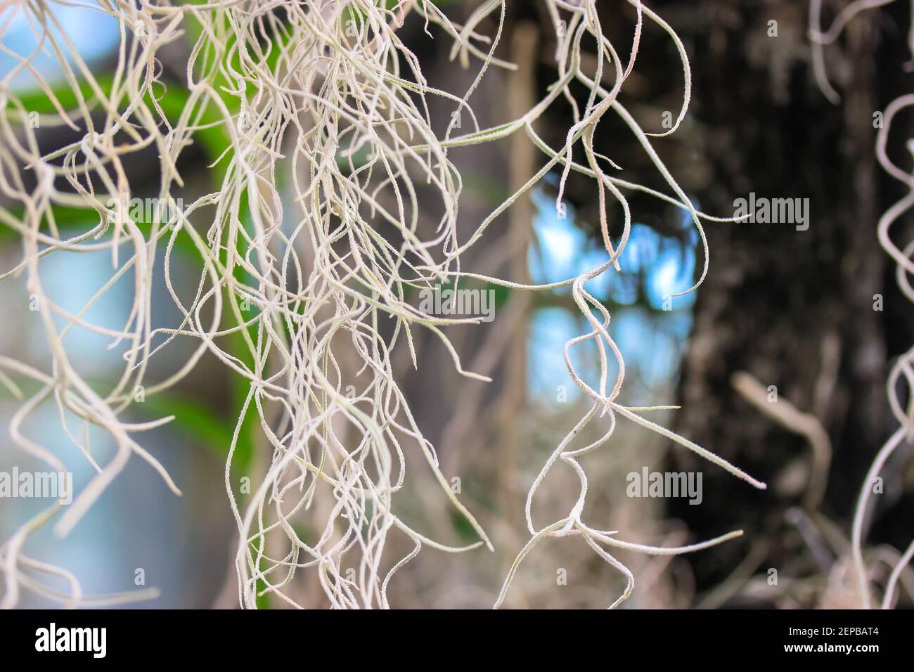 Macro photo of white orchid roots. The process of the dendrobium orchid, growing plants at home. Selective focus for background. Stock Photo