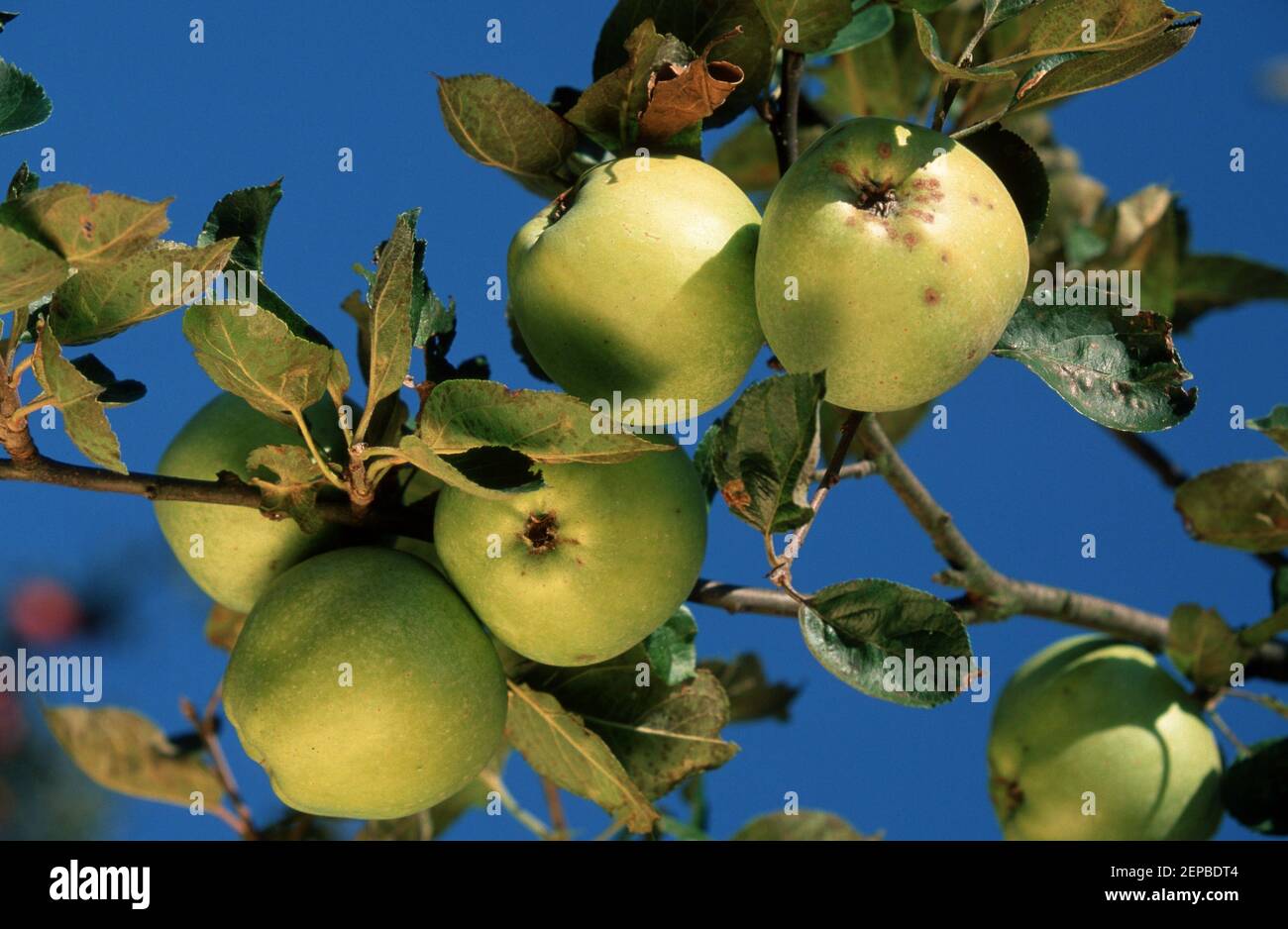 Apple / Apfel apfel, aepfel, apfelbaum, kulturapfel, malus, malus domestica, apples, crabapples, pommier, Stock Photo