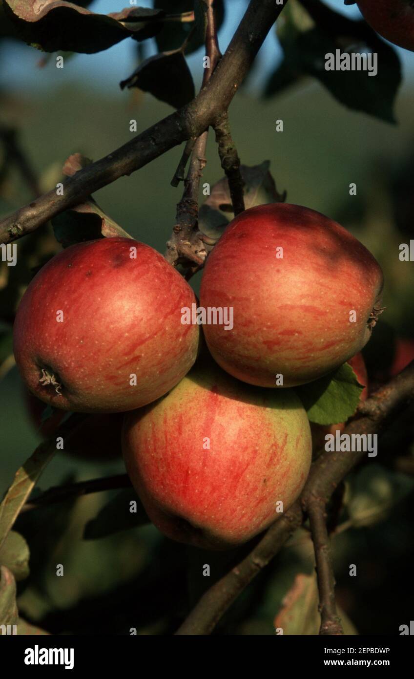 Apple / Apfel apfel, aepfel, apfelbaum, kulturapfel, malus, malus domestica, apples, crabapples, pommier, Stock Photo