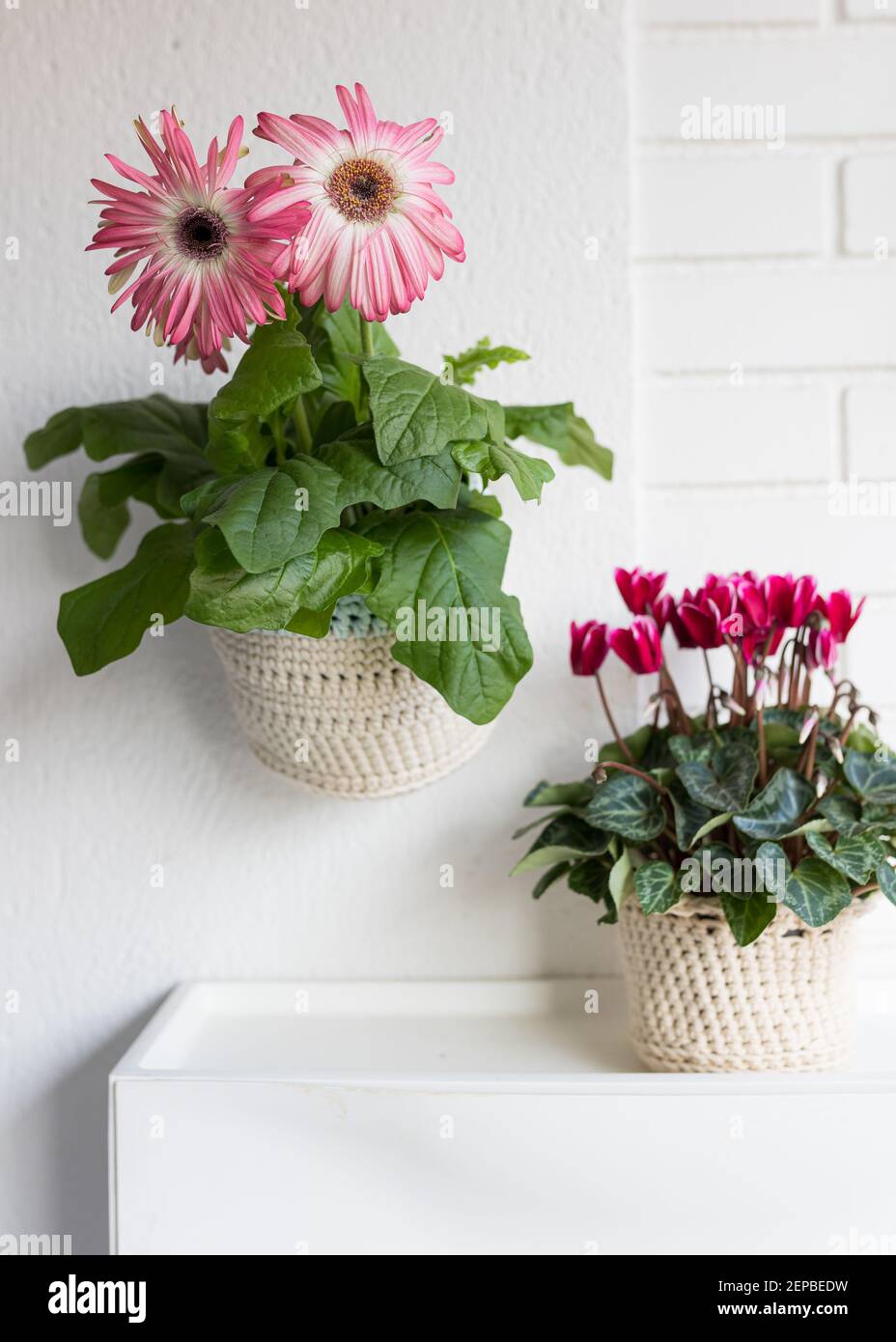 A pink cyclamen and a white and pink gerbera daisy planted in knitted pots over a white background. Stock Photo