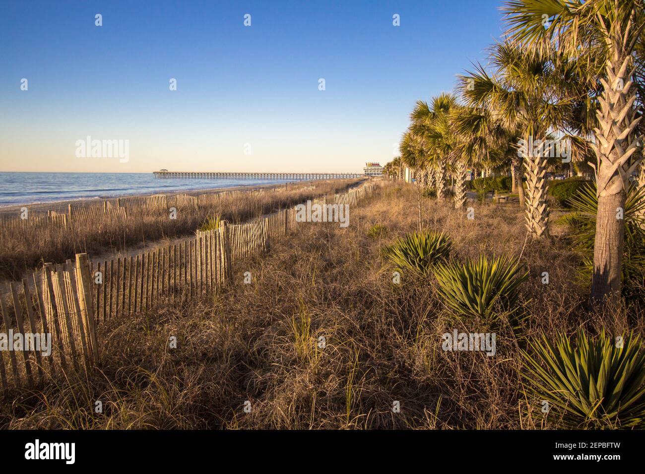 The Myrtle Beach Coast. Palmetto trees and sea oats along the boardwalk of Myrtle Beach, South Carolina on the Atlantic coast. Stock Photo