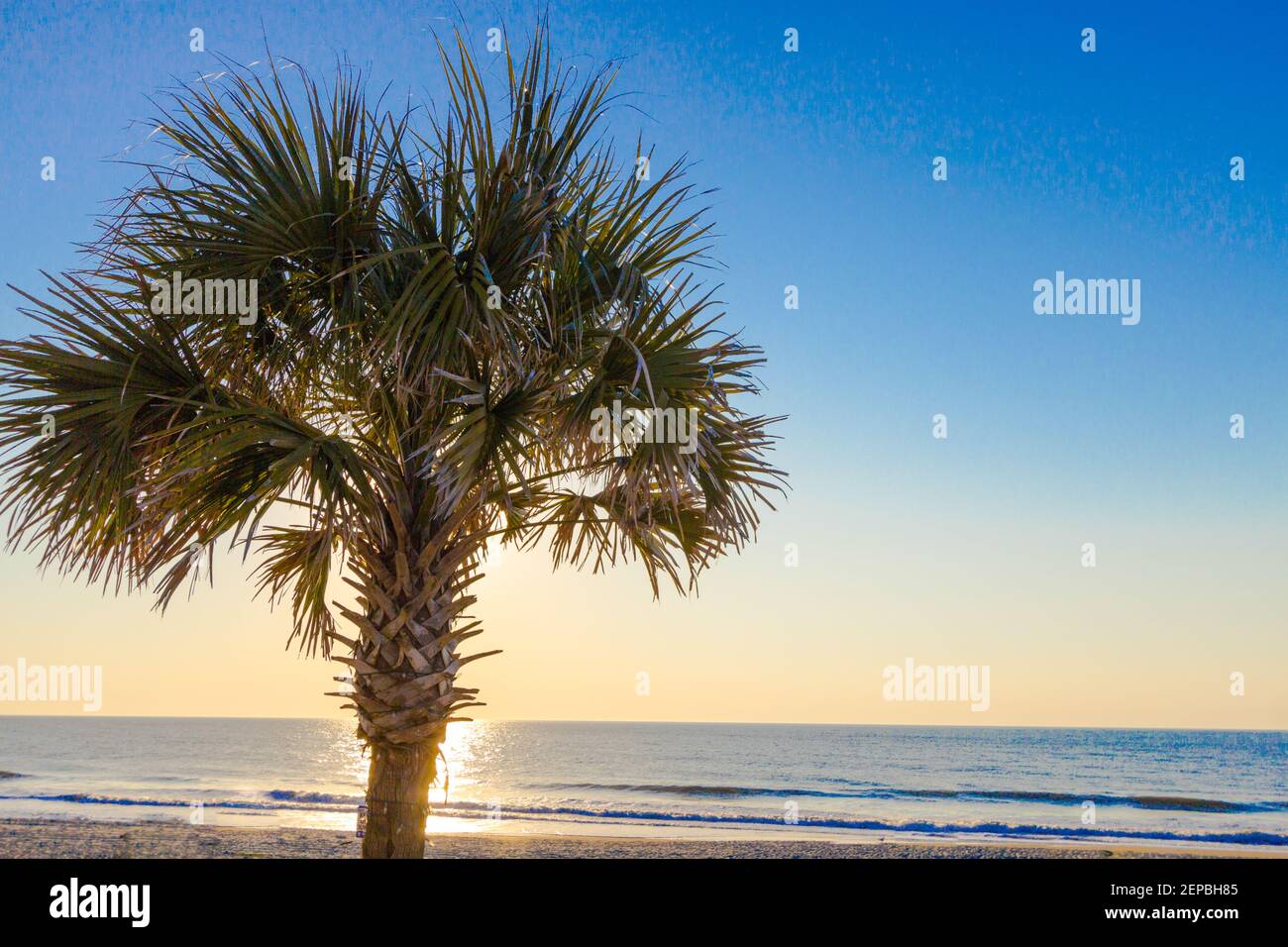 Palmetto tree at sunrise on the Atlantic Ocean coast in Myrtle Beach, South Carolina. Stock Photo