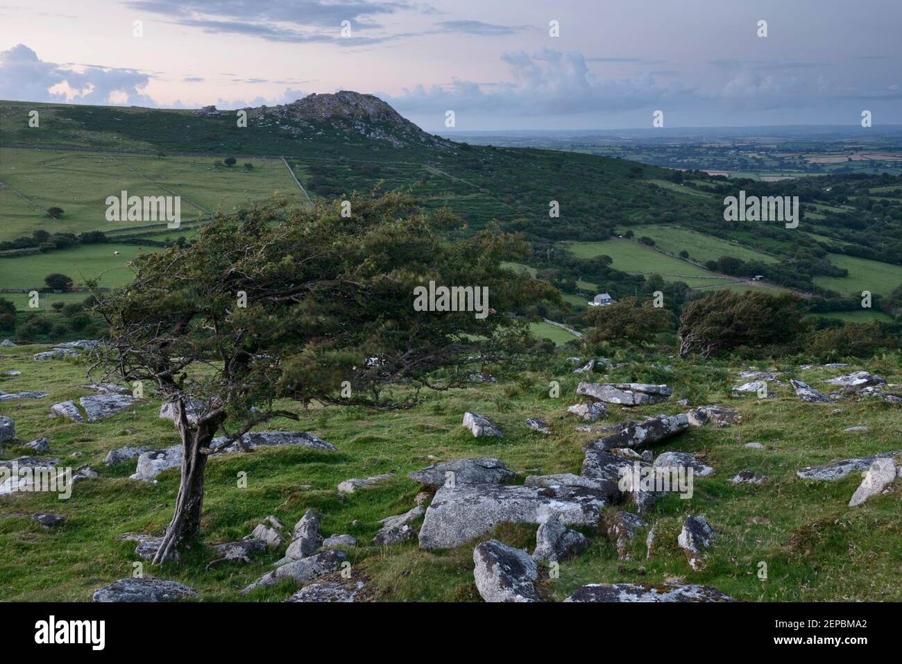 A windswept Hawthorn growing on the side of Stowe's Hill, overlooking Sharp Tor on Bodmin Moor, Cornwall. Stock Photo