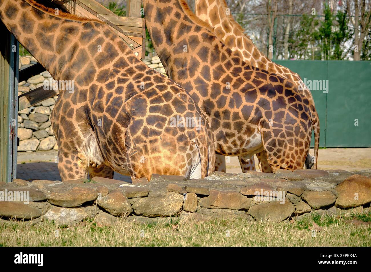 Group Of Giraffes Eating Leaves High Resolution Stock Photography and ...
