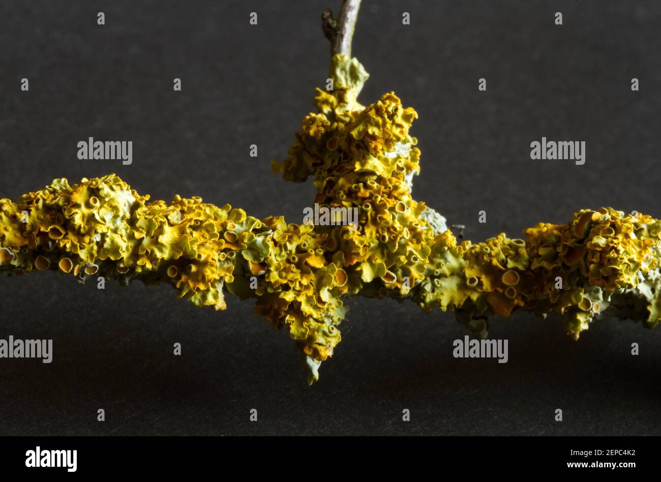 The distinctive orange lichen, Xanthoria polycarpa, is comon growing on twigs and bark and particulalry in coastal areas. The fruiting bodies, or asoc Stock Photo