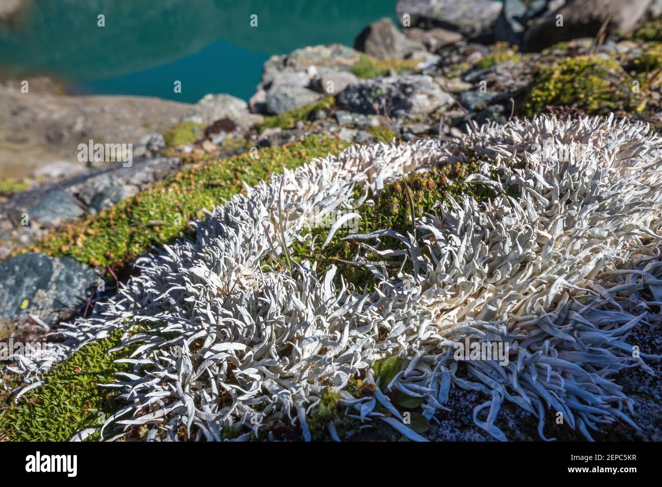 Thamnolia vermicularis lichen. Eissee alpine lake. Timmeltal. Austrian Alps. Europe. Stock Photo