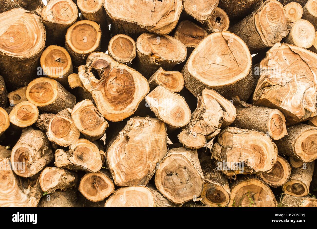 Stack of brown circle wood Stock Photo Alamy