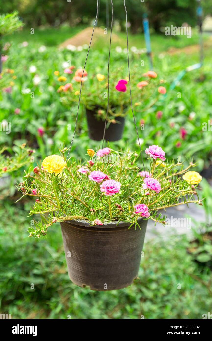 Pusley flowers in hanging pot. Stock Photo