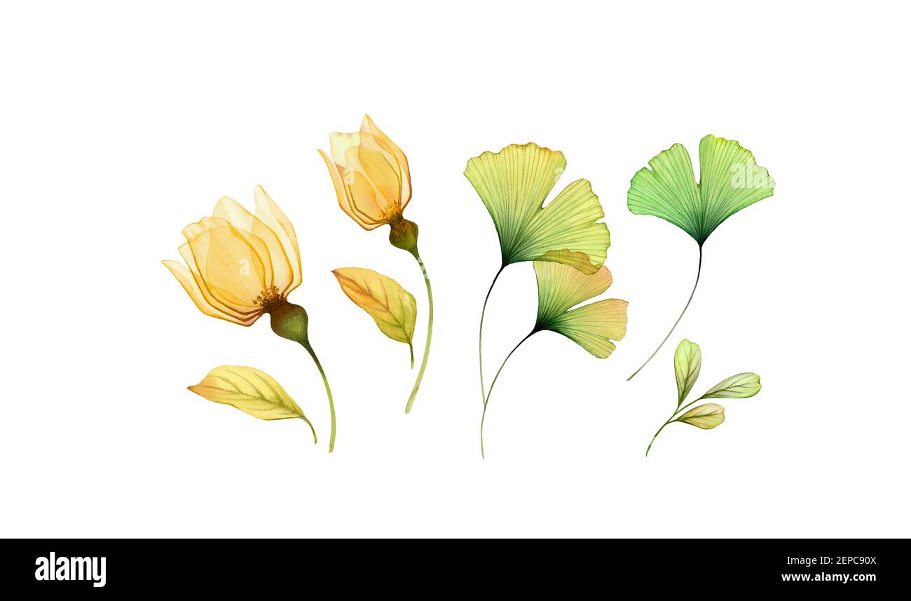 Watercolor floral set. Collection of yellow transparent roses and ginkgo leaves. Hand painted isolated design. Botanical illustration for wedding Stock Photo