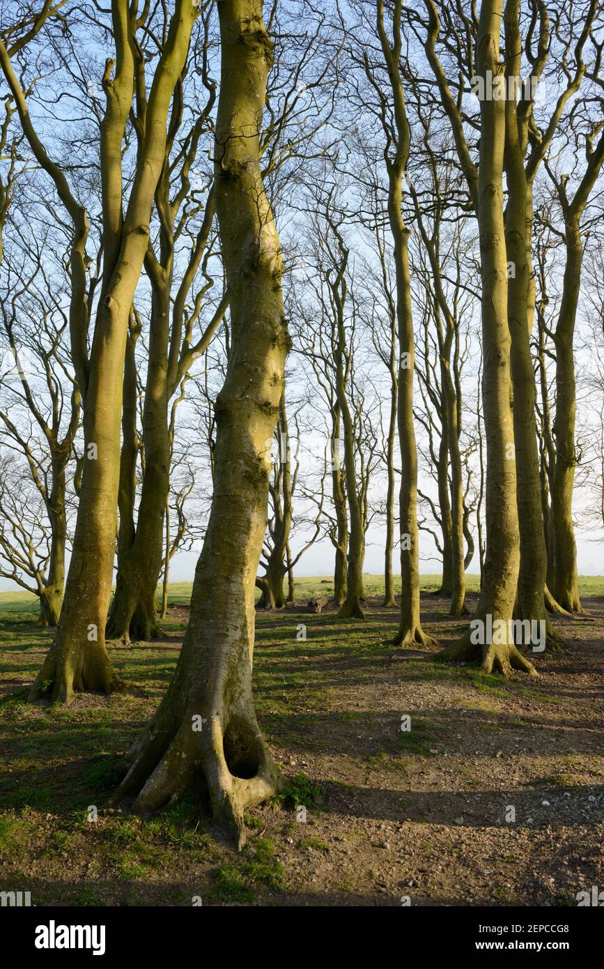 Beech trees growing on a Bronze Age bowl barrow on Win Green, Wiltshire. Stock Photo