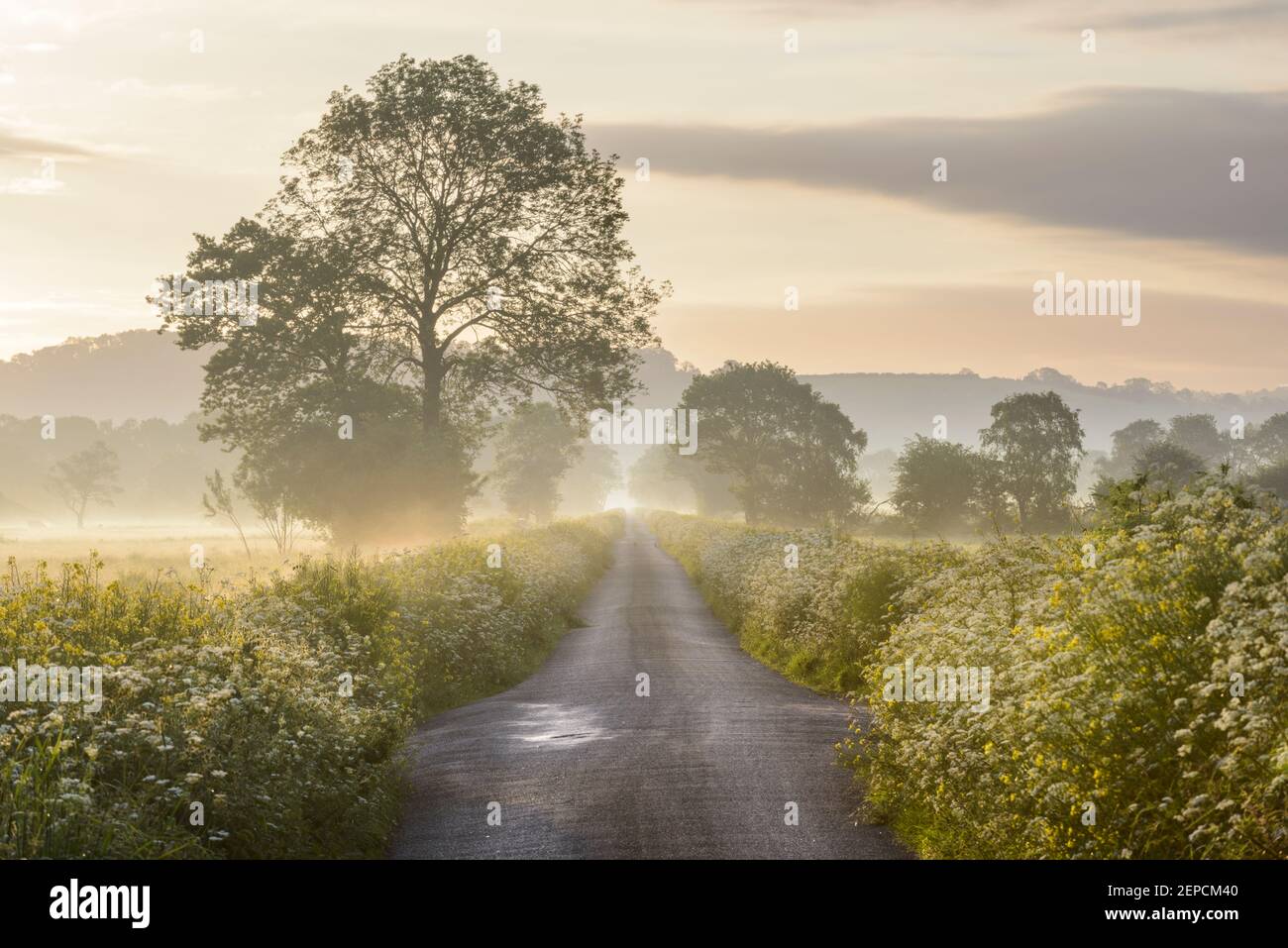 A quiet country lane surrounded by flowers near Glastonbury on the Somerset Levels. Stock Photo