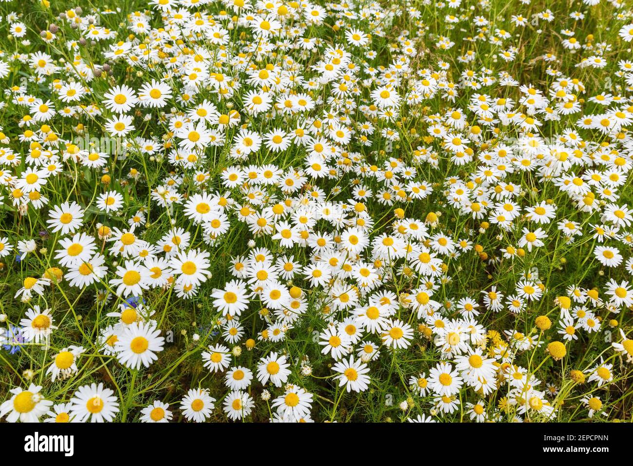 Chamomile plantation hi-res stock photography and images - Alamy
