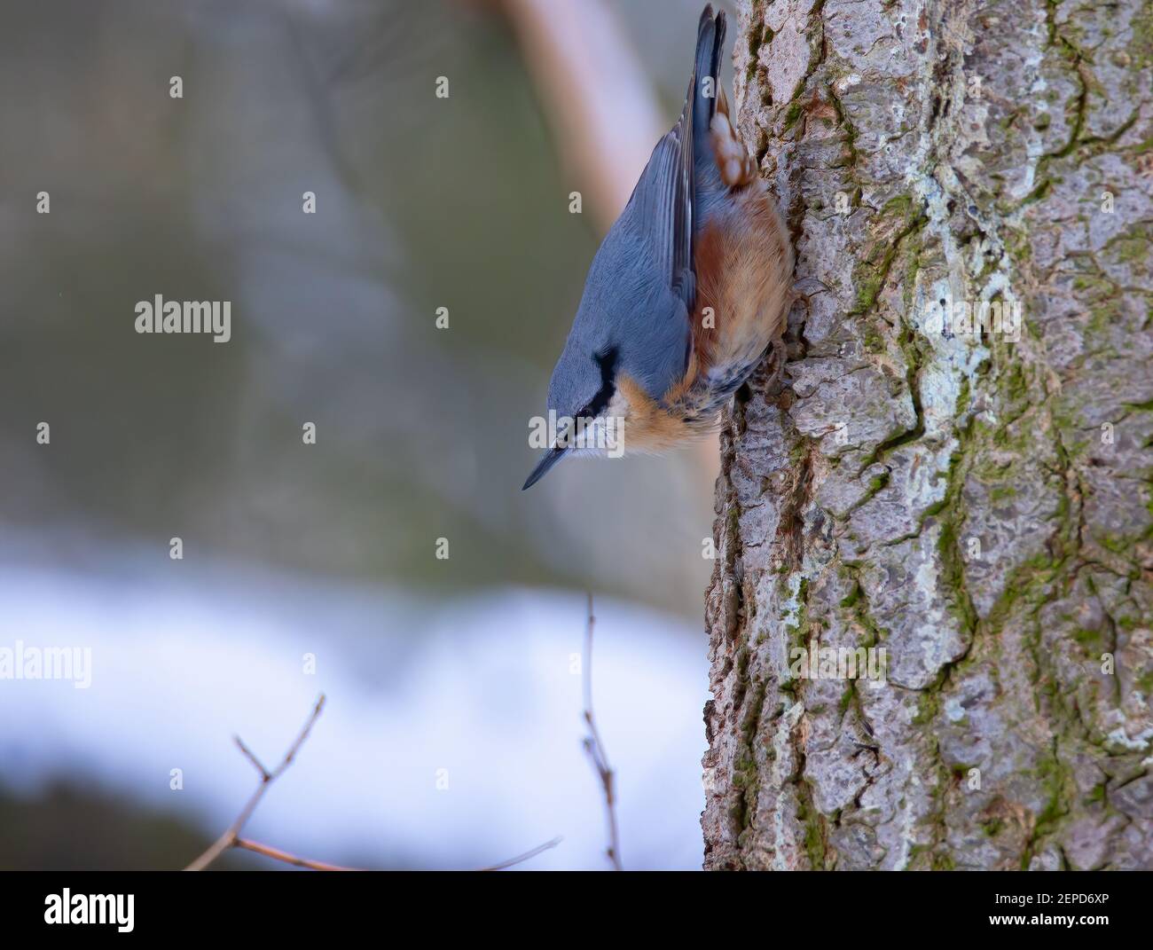 Sitta europaea clinging upside down to a branch, the best photo. Stock Photo