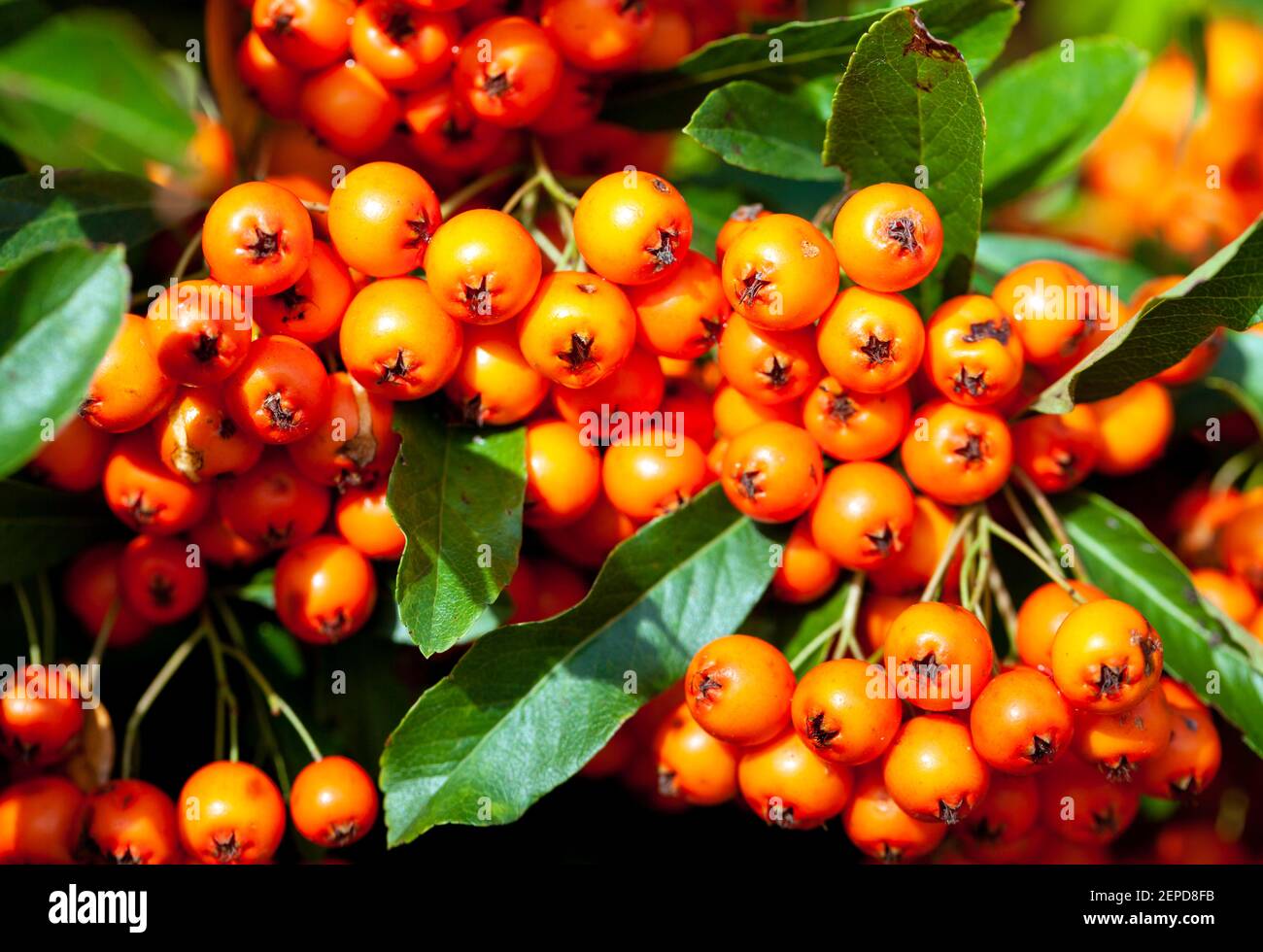 Close up of berries growing off a Pyracantha  creeper named 'Orange Glow'. This is a very strong garden plant and birds love eating the fruits Stock Photo