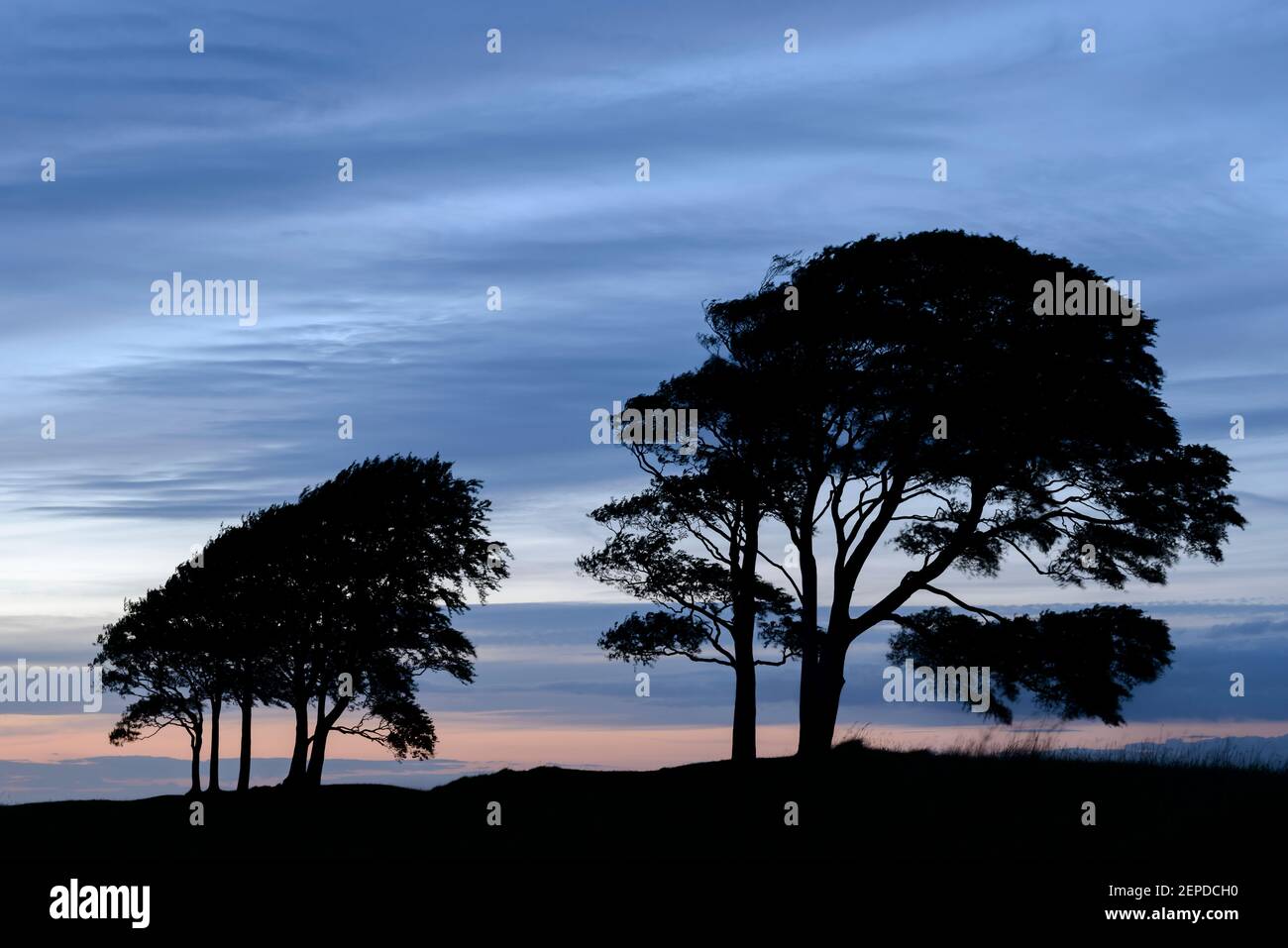 A pair of trees silhouetted by a cool sunset over Oliver's Castle, Wiltshire. Stock Photo
