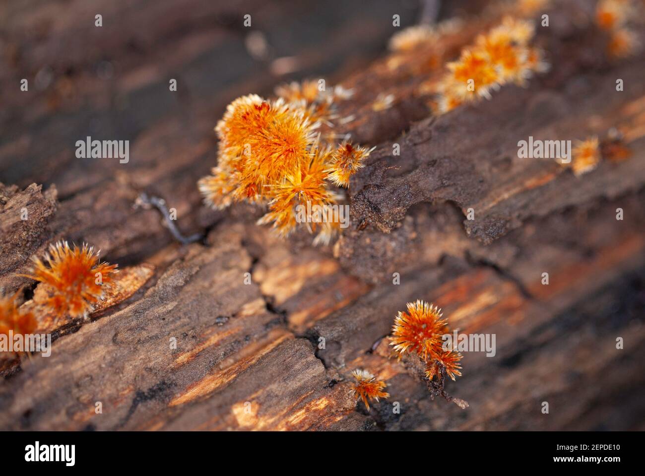 Close up macro shot of an orange fungus with spines, resembling moss, on a dead tree trunk in the forest. Minimal focus. Stock Photo