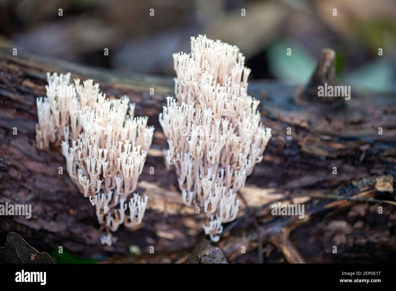 Close up of beautiful and eatable white coral mushrooms called 'Clavulina crostata', growing off a wet tree branch in the forest. Background blurred. Stock Photo
