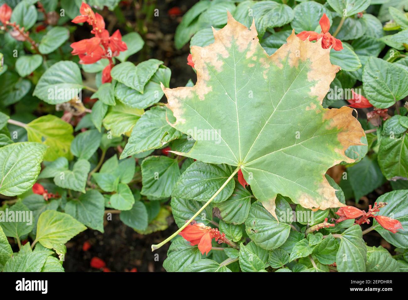 autumn leaf on green plants with red flowers in bloom. autumn season