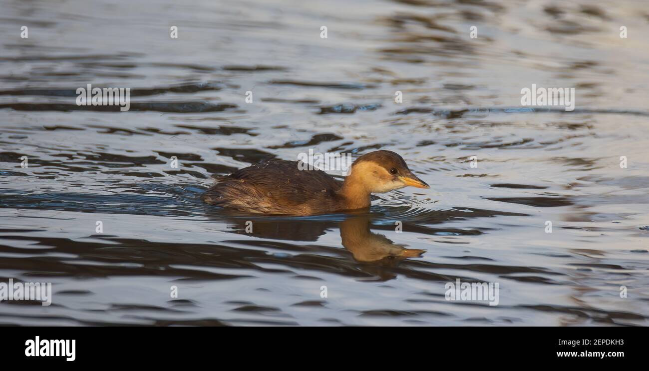 The little grebe small bird with brown wet feathers., the best photo. Stock Photo